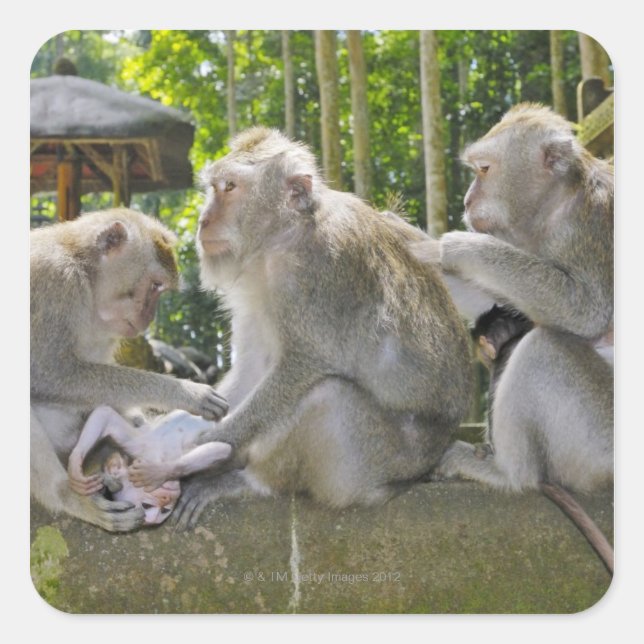 Sticker Carré Macaque mangeur de crabes, Macaca fasciularis, à U (Devant)
