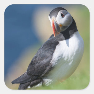 Sticker Carré Macareux Atlantique (Fratercula Arctica) Sur Une F