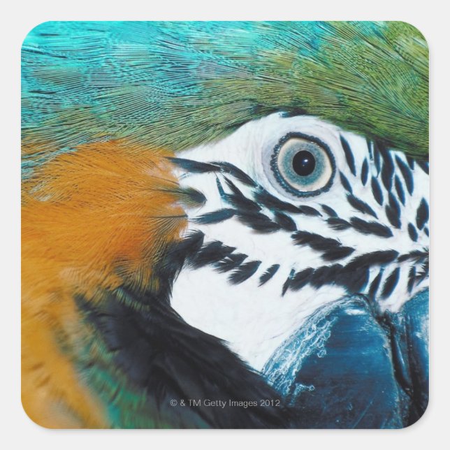 Sticker Carré Macaw bleu et jaune (Devant)