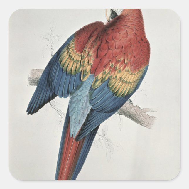 Sticker Carré Macaw rouge et jaune (Devant)