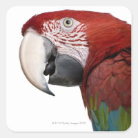 Macaw rouge et vert - Ara chloropterus