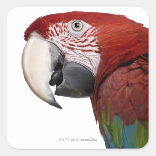Sticker Carré Macaw rouge et vert - Ara chloropterus