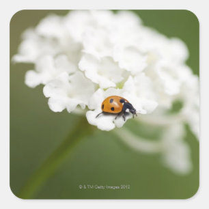 Sticker Carré Macro image de Ladybird sur une fleur sauvage