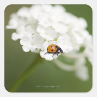 Macro image d'un oiseau-de-la-Ladyvie sur une fleu