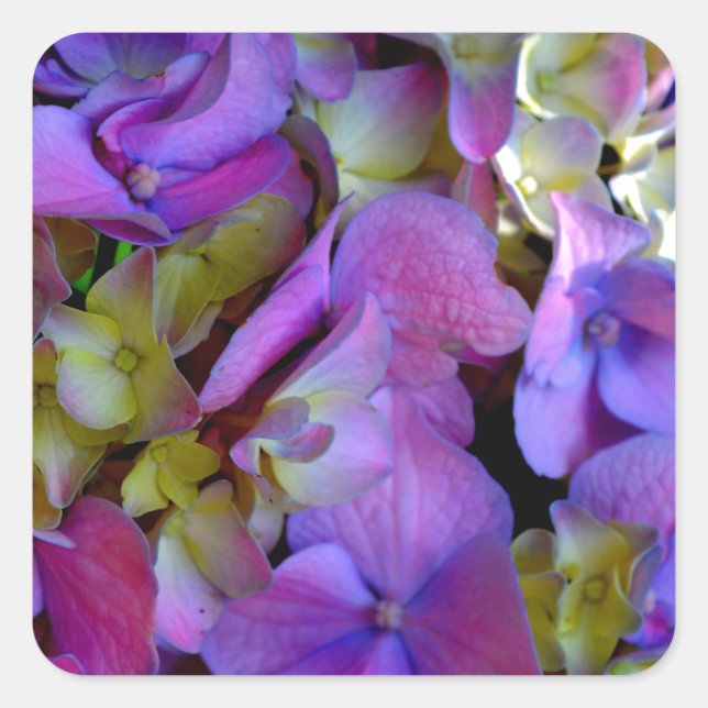 Sticker Carré Magenta Purple bleu jaune Hydrangeas fleurs (Devant)