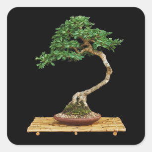 Sticker Carré Magnifique jeu d'autocollants Bonsai Tree