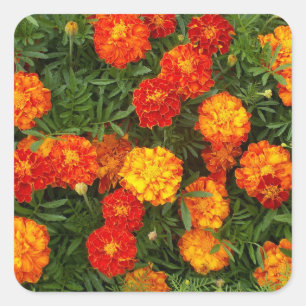 Sticker Carré Magnifique jeu d'autocollants Marigolds