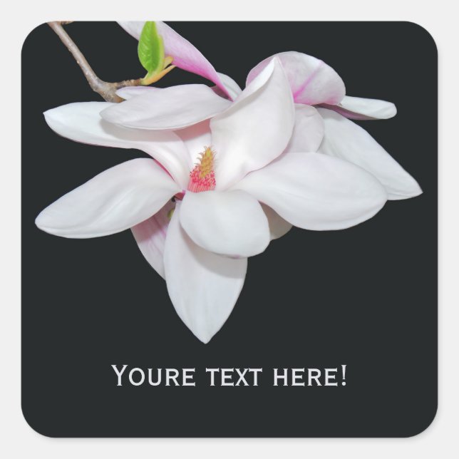 Sticker Carré Magnolia blanc (Devant)