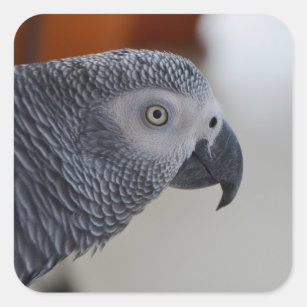Sticker Carré Majestic African Grey Parrot