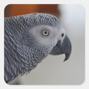 Sticker Carré Majestic African Grey Parrot