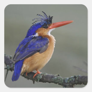 Sticker Carré Malachite Kingfisher, Alcedo cristata, Lac
