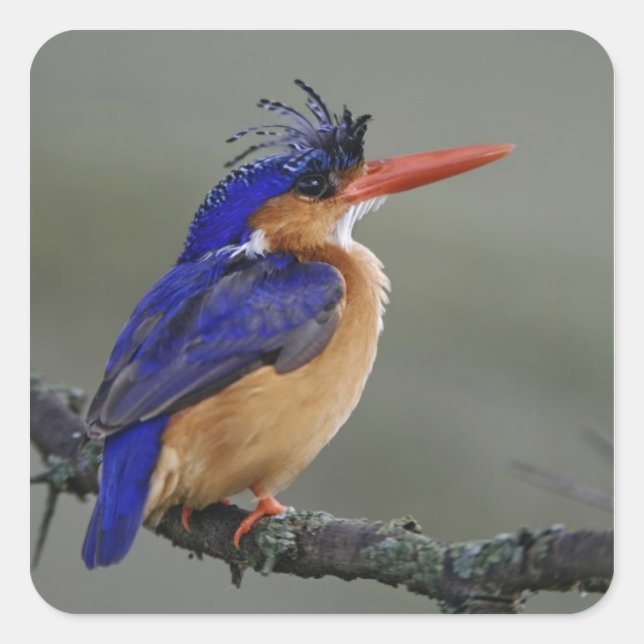 Sticker Carré Malachite Kingfisher, Alcedo cristata, Lac (Devant)