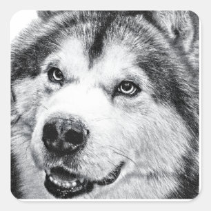 STICKER CARRÉ MALAMUTE D'ALASKA
