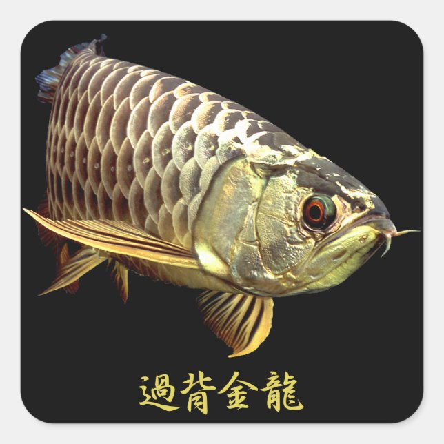 Sticker Carré Malaysian Golden Arowana (Devant)