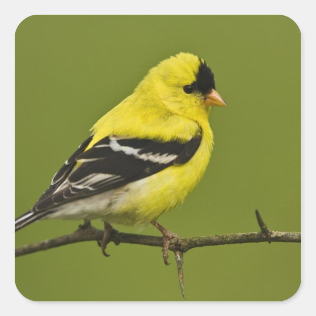 Sticker Carré Male American Goldfinch en plumage reproducteur, (Devant)