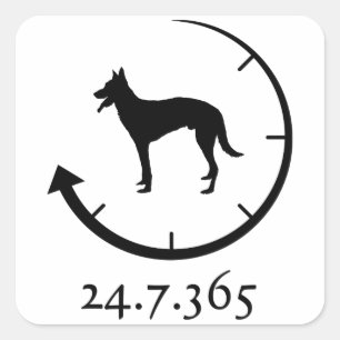 Sticker Carré Malinois belge