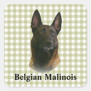 Sticker Carré malinois belge