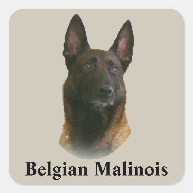 Sticker Carré malinois belge (Devant)