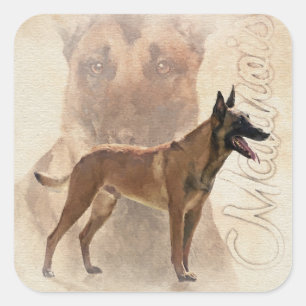 Sticker Carré Malinois - Berger belge - Mechelaar