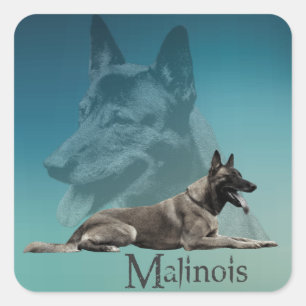Sticker Carré Malinois - Berger belge -Mechelaar -Maligator