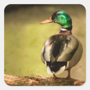 Sticker Carré Mallard Duck