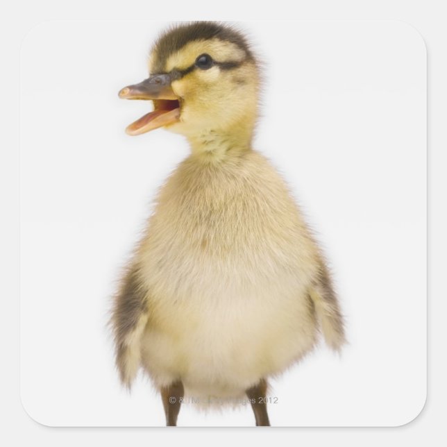 Sticker Carré Mallard duckling (Devant)