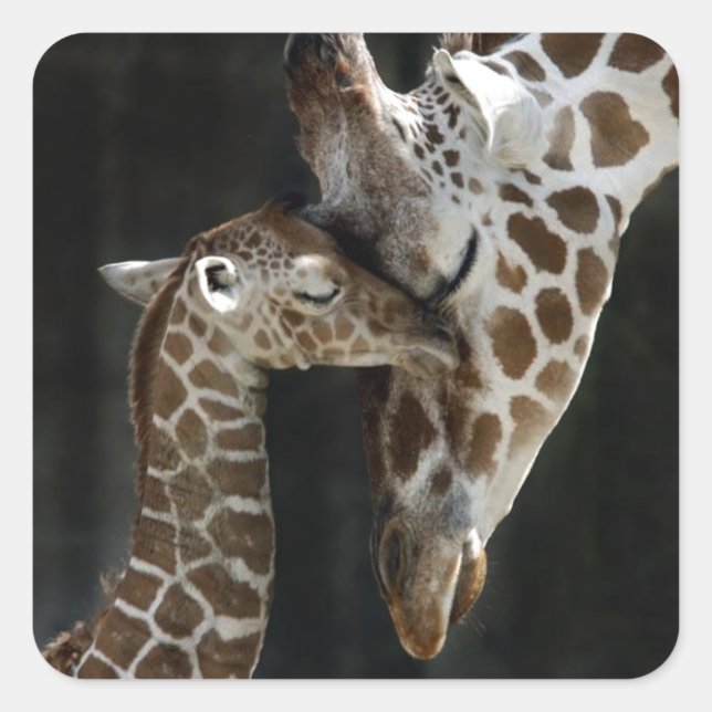Sticker Carré Maman et bébé Giraffe Cuddle (Devant)