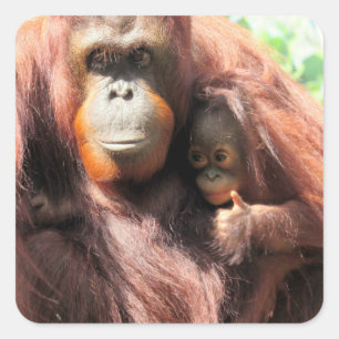 Sticker Carré Maman orang-outan adorable et bébé avec un pouce e