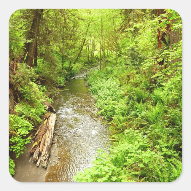 Sticker Carré Man Creek II perdu dans le parc national Redwood (Devant)