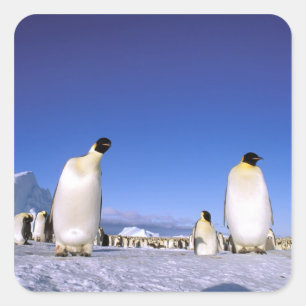 Sticker Carré Manchot Antarctique, péninsule Antarctique