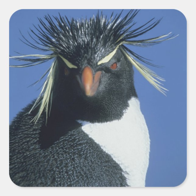 Sticker Carré Manchot de Hoppe (Eudyptes chrysocome) (Devant)