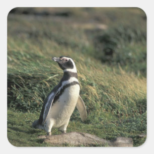 Sticker Carré Manchot de Magellan (Spheniscus magellanicus),