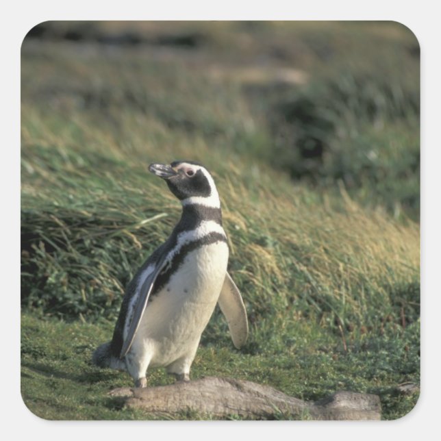 Sticker Carré Manchot de Magellan (Spheniscus magellanicus), (Devant)