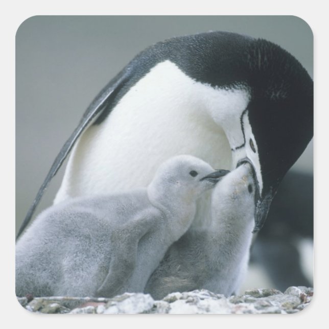Sticker Carré Manchots à Collier, Pygoscelis antarctica), (Devant)