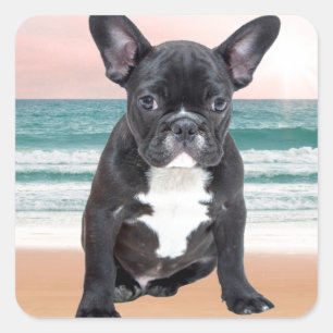 Sticker Carré Mare French Bulldog Beach Eau Soleil