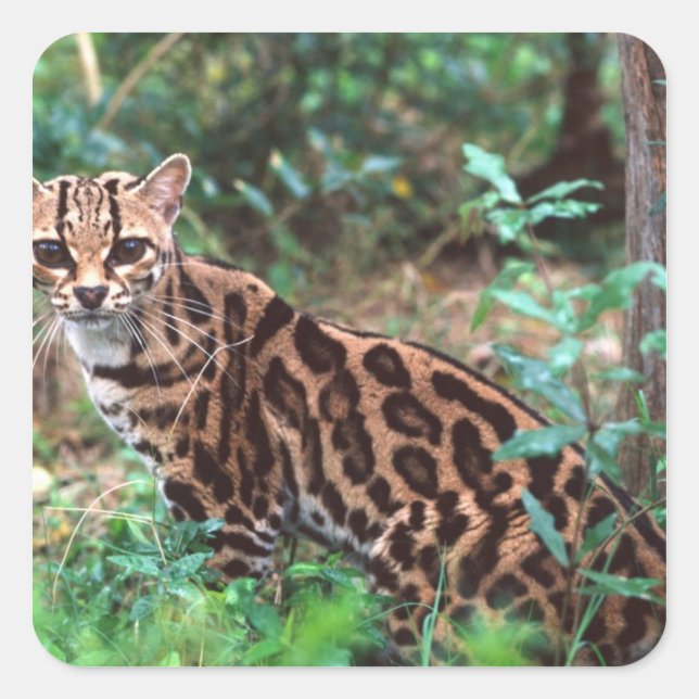 Sticker Carré Margay, Leopardus wiedi, Natif du Mexique vers (Devant)