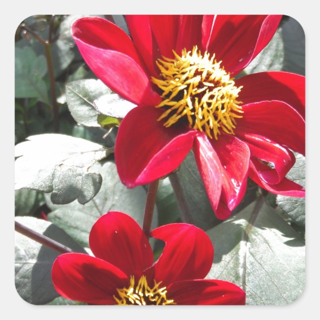 Sticker Carré marguerite rose chaud rouge / marguerites fleurs (Devant)