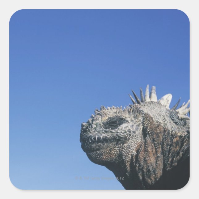 Sticker Carré Marine Iguana (Devant)