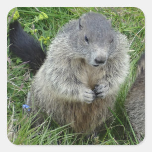 Sticker Carré Marmotte