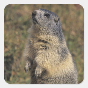 Sticker Carré Marmotte alpine, Marmota marmota, adulte debout