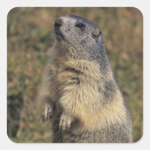 Sticker Carré Marmotte alpine, Marmota marmota, pied adulte