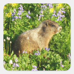 Sticker Carré Marmotte dans les fleurs sauvages du mont Rainier