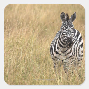 Sticker Carré Masai Mara, Kenya