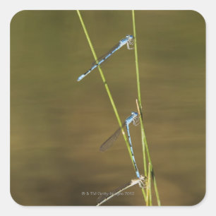 Sticker Carré Mating Damselflies