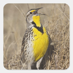Sticker Carré Meadowlark occidental (Strunella négligecta)