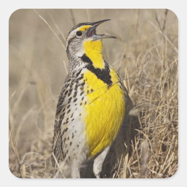 Sticker Carré Meadowlark occidental (Strunella négligecta) (Devant)