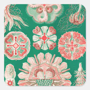 Sticker Carré Méduse, Discomedusae par Ernst Haeckel