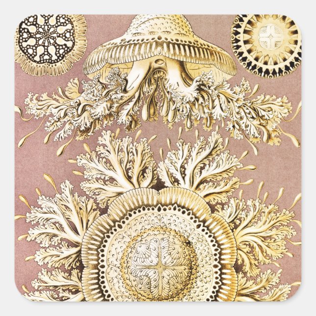 Sticker Carré Méduses, Discomedusae par Ernst Haeckel (Devant)