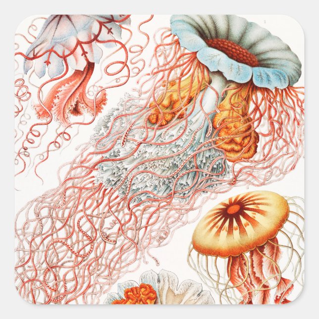 Sticker Carré Méduses, Discomedusae par Ernst Haeckel (Devant)