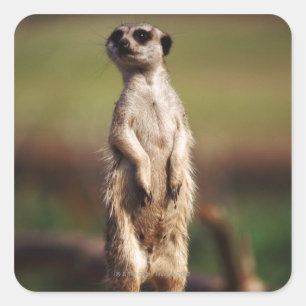 Sticker Carré meerkat à queue mince